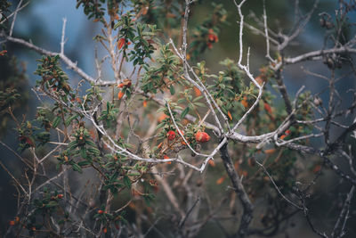 Close-up of berries growing on tree