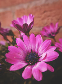 Close-up of pink flower blooming outdoors