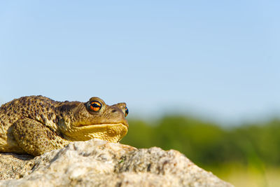 Close-up of lizard on rock