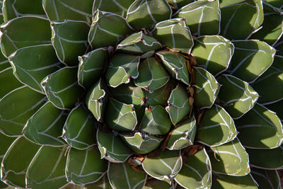 Full frame shot of succulent plant