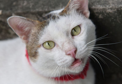 Close-up portrait of a cat