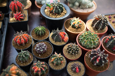 High angle view of potted plants