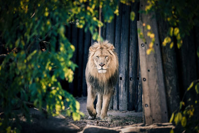 Lion by trees in forest