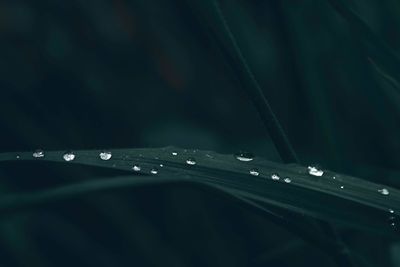 Close-up of raindrops on plant