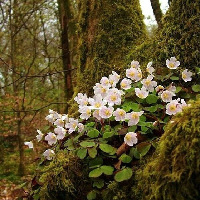 flower, growth, freshness, beauty in nature, fragility, tree, nature, white color, plant, blossom, blooming, petal, in bloom, tranquility, springtime, tranquil scene, branch, day, outdoors, growing