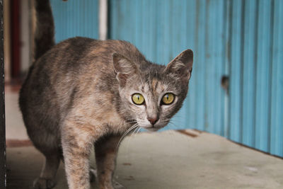 Close-up portrait of cat by window