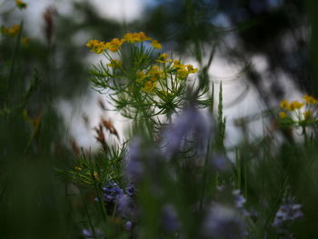 Close-up of flowering plant on field