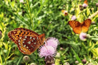 Close-up of butterfly pollinating on flower