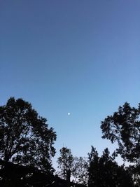 Low angle view of trees against blue sky
