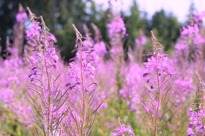 Close-up of pink flowering plant