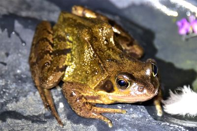 Close-up of frog in water