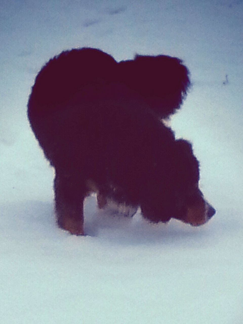 animal themes, snow, winter, cold temperature, one animal, weather, silhouette, mammal, domestic animals, field, nature, season, sky, low angle view, white color, outdoors, covering, wildlife, day, full length