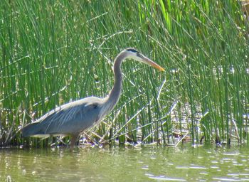 View of a bird in lake