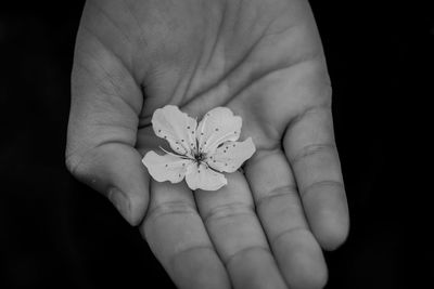 Close-up of hand holding flower over black background