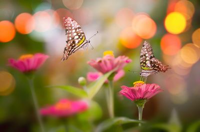 Close-up of butterfly pollinating on flower