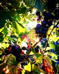 Low angle view of fruits on tree