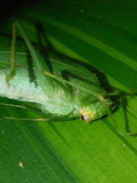 Close-up of insect on leaf