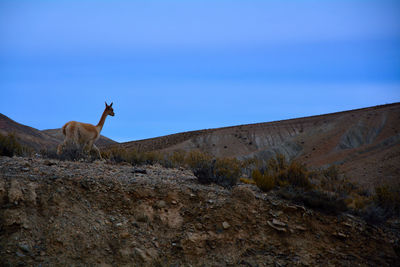 View of horse on rock