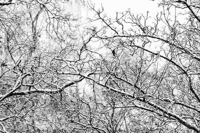 Low angle view of bare tree against sky