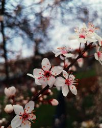 Close-up of cherry blossoms in spring