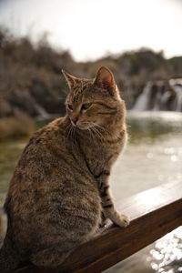 Close-up of a cat sitting on wood