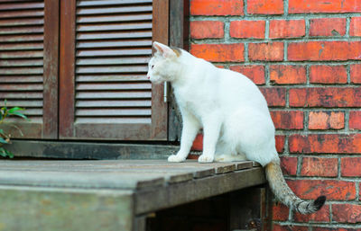 Side view of a cat looking up against brick wall