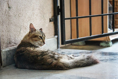 Cat resting on a window