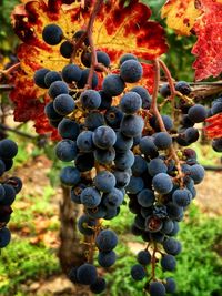 Close-up of grapes growing in vineyard