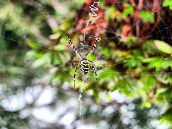 Close-up of spider on web