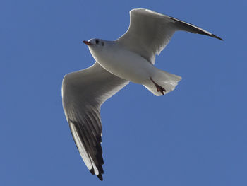 Low angle view of seagull flying