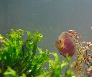 Close-up of fish swimming in sea