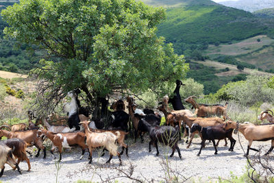 Cretan goats on tree