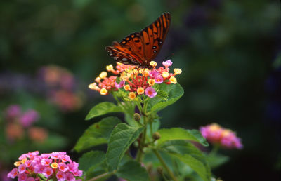 Butterfly pollinating on pink flower