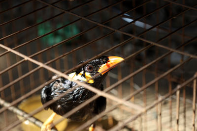 Close-up of bird perching in cage