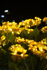 Close-up of yellow flowers blooming at night