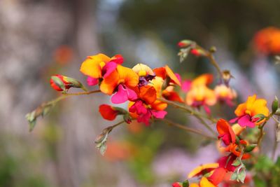 Close-up of red flowering plant