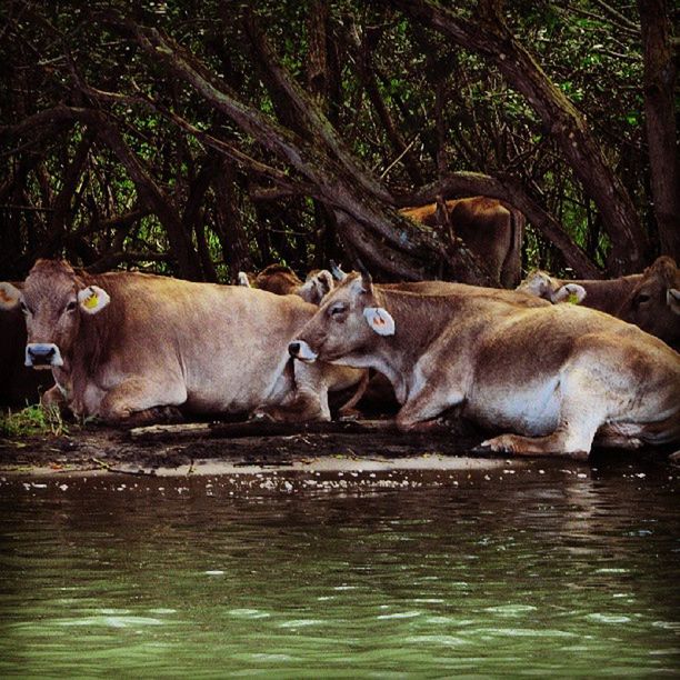 animal themes, mammal, domestic animals, water, two animals, livestock, waterfront, cow, herbivorous, horse, river, togetherness, domestic cattle, three animals, nature, tree, day, outdoors, animal family, no people