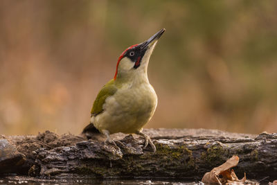 Close-up of bird perching on a tree