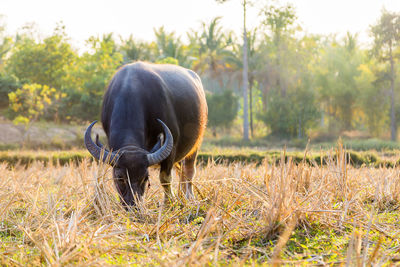 Elephant grazing in a field