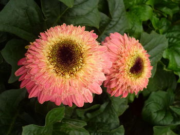 Close-up of flowers blooming outdoors