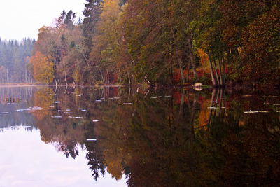 Reflection of trees in pond