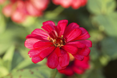 Close-up of red flower