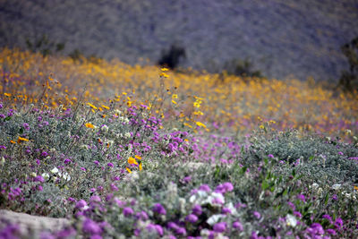 Close-up of crocus flowers growing in field