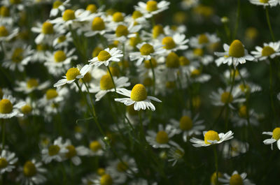Close-up of white flowering plants on field