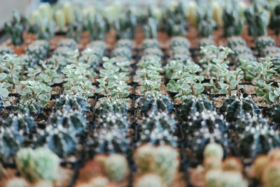 Close-up of small plant growing outdoors