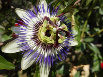 Close-up of purple flower blooming outdoors