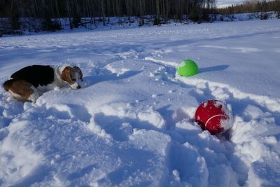 Dog on snow field against sky