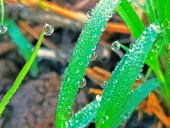 Close-up of wet plant during rainy season