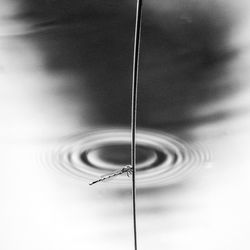 Close-up of damselfly on twig against rippled water