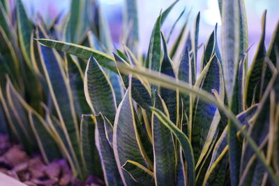 Close-up of plants